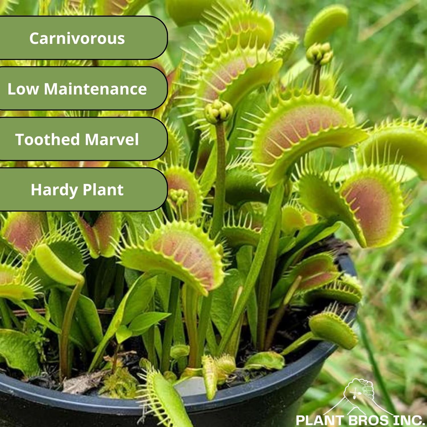 Venus Fly Trap 'Dente' Bare Root Carnivorous Plant, Compact Hardy Dionaea muscipula E78489