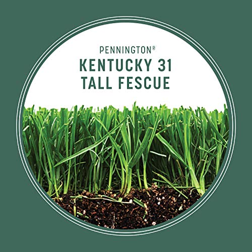 Pennington Kentucky 31 Tall Fescue Grass Seed 20 lb & UltraGreen Starter Lawn Fertilizer 14 lb C168018
