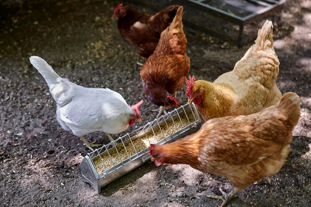 Little Giant Metal Poultry Trough Feeder with Grate, 20" D7072