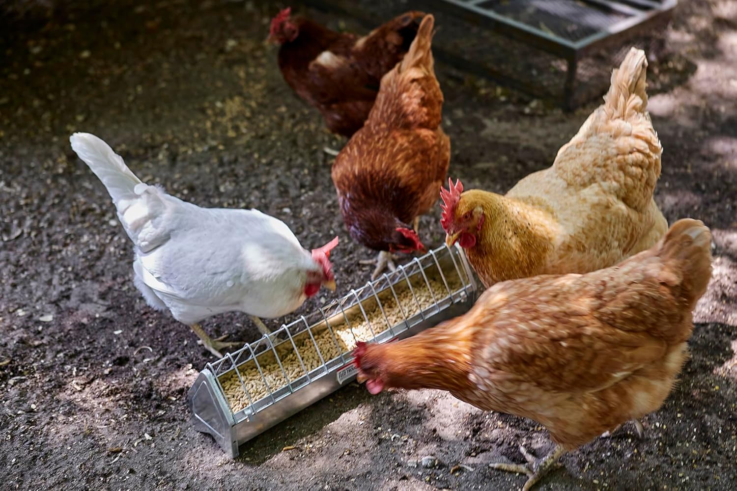Little Giant Metal Poultry Trough Feeder with Grate, 20" D7072