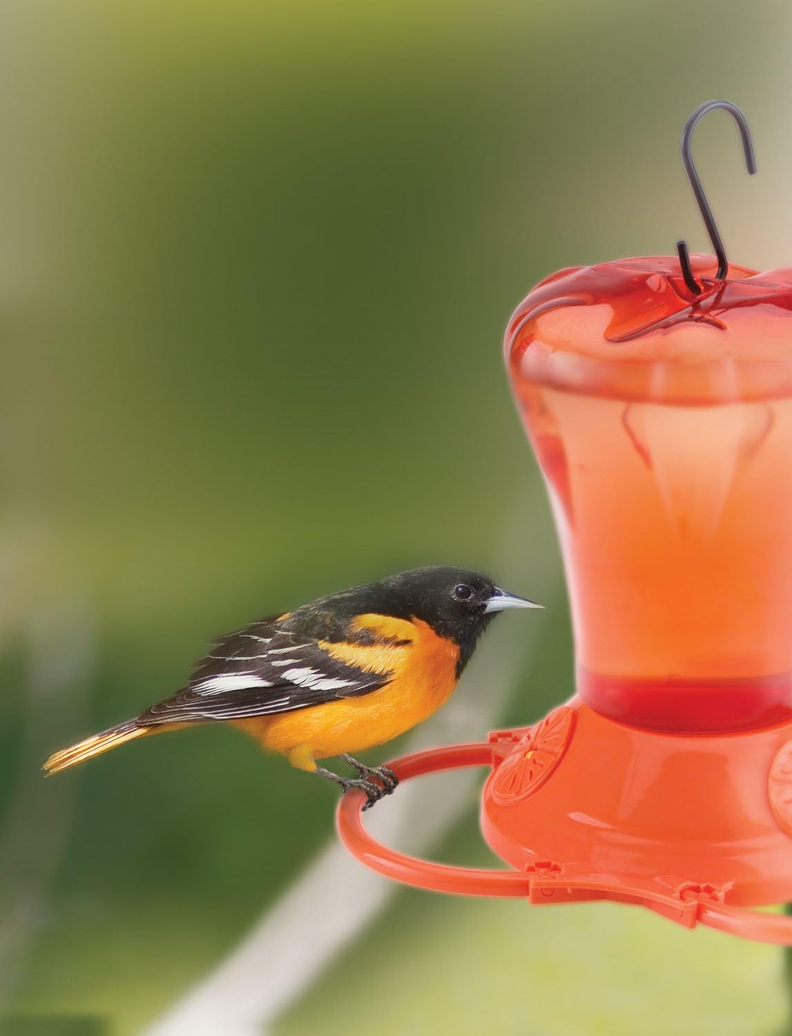 More Birds Oriole Feeder, Orange, 34-Ounce S6577