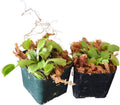 9GreenBox - Venus Flytrap - Fly Trap - (Dionaea Muscipula) Carnivorous Plant - 2 Pack