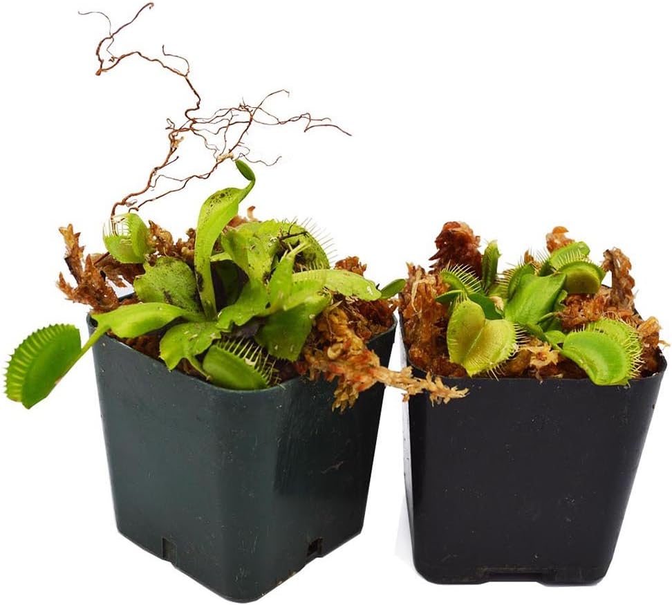9GreenBox Venus Flytrap Carnivorous Plant 2 Pack D91505