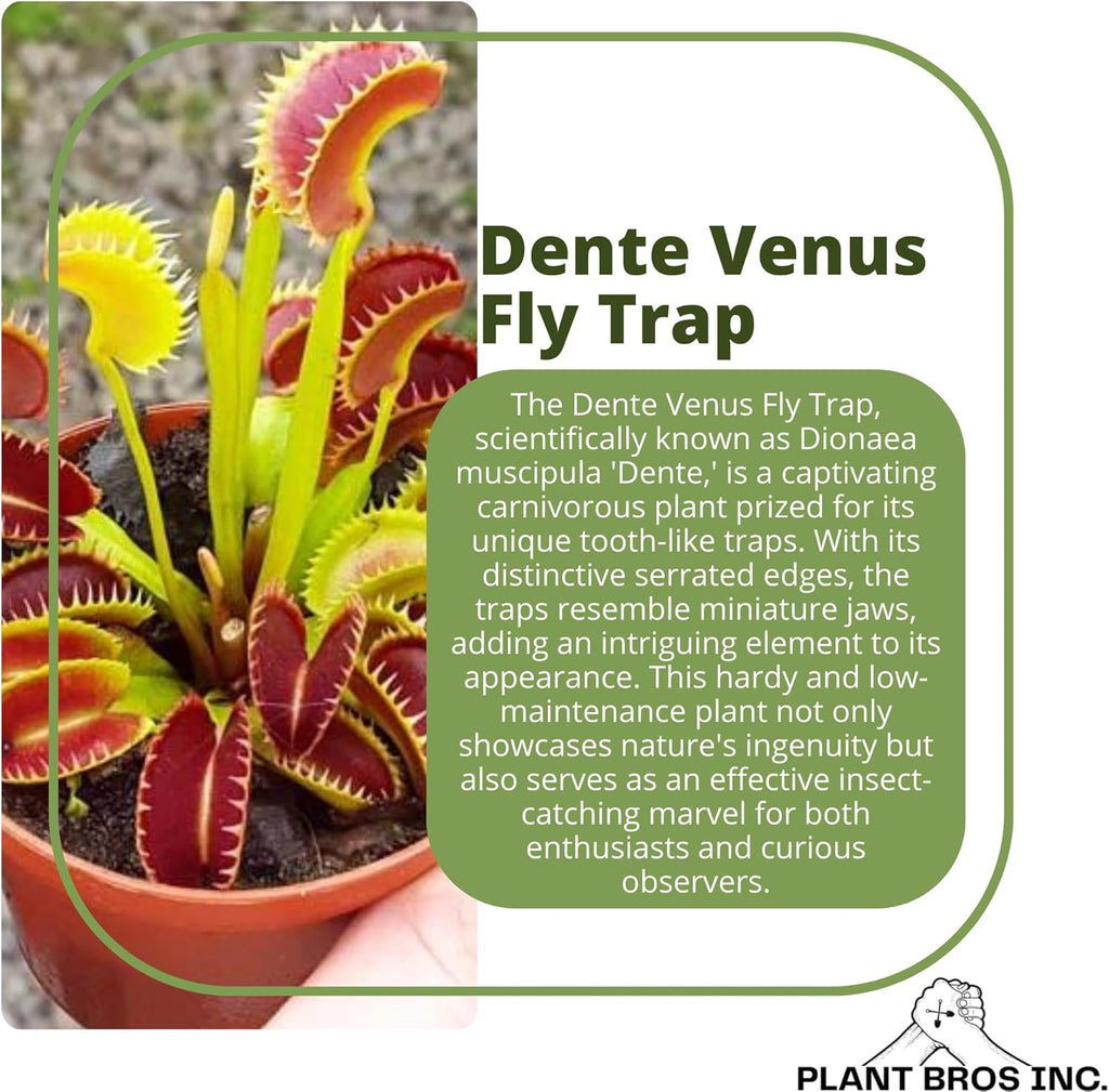Venus Fly Trap 'Dente' Bare Root Carnivorous Plant, Compact Hardy Dionaea muscipula E78489