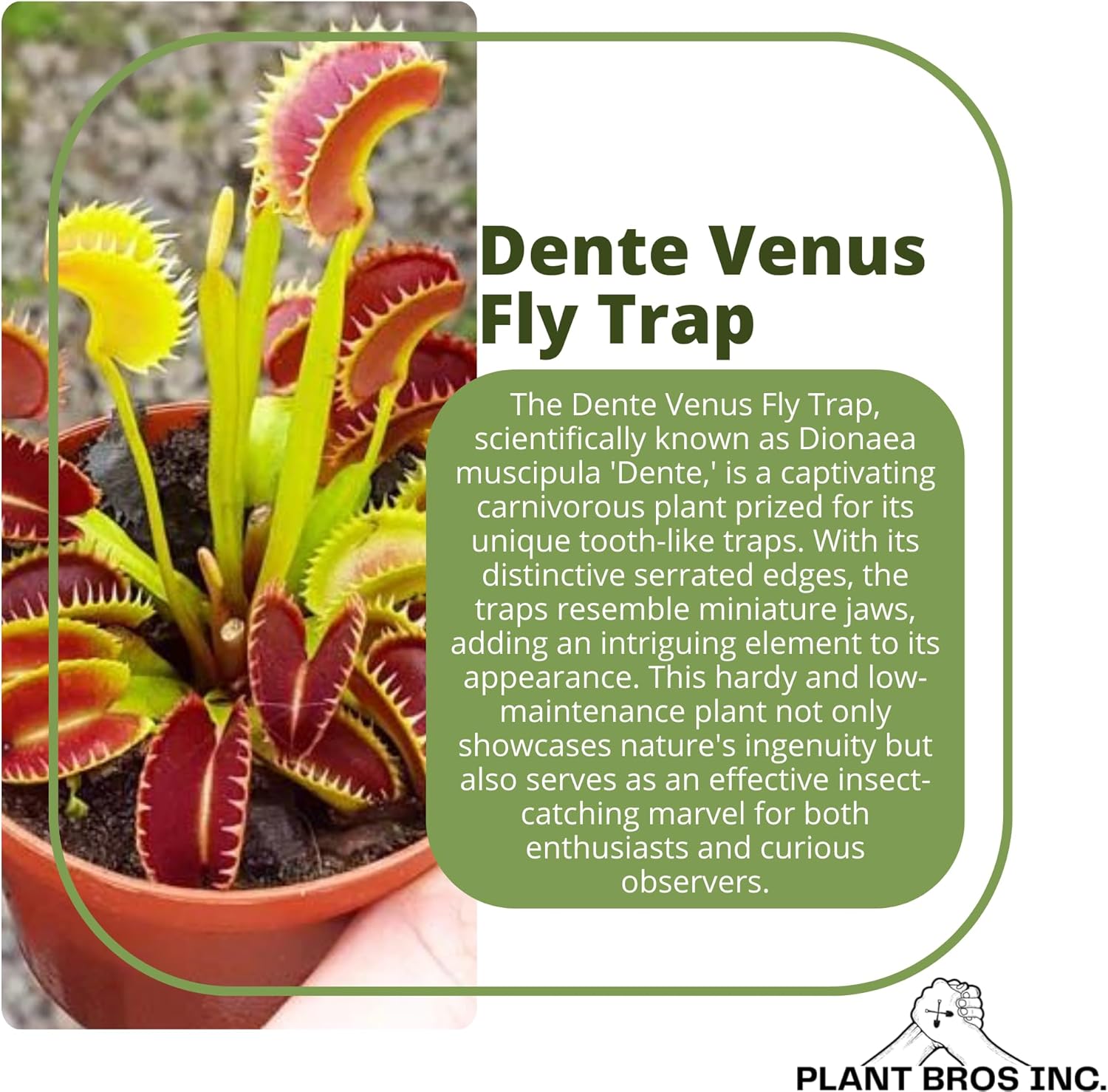 Venus Fly Trap 'Dente' Bare Root Carnivorous Plant, Compact Hardy Dionaea muscipula E78489