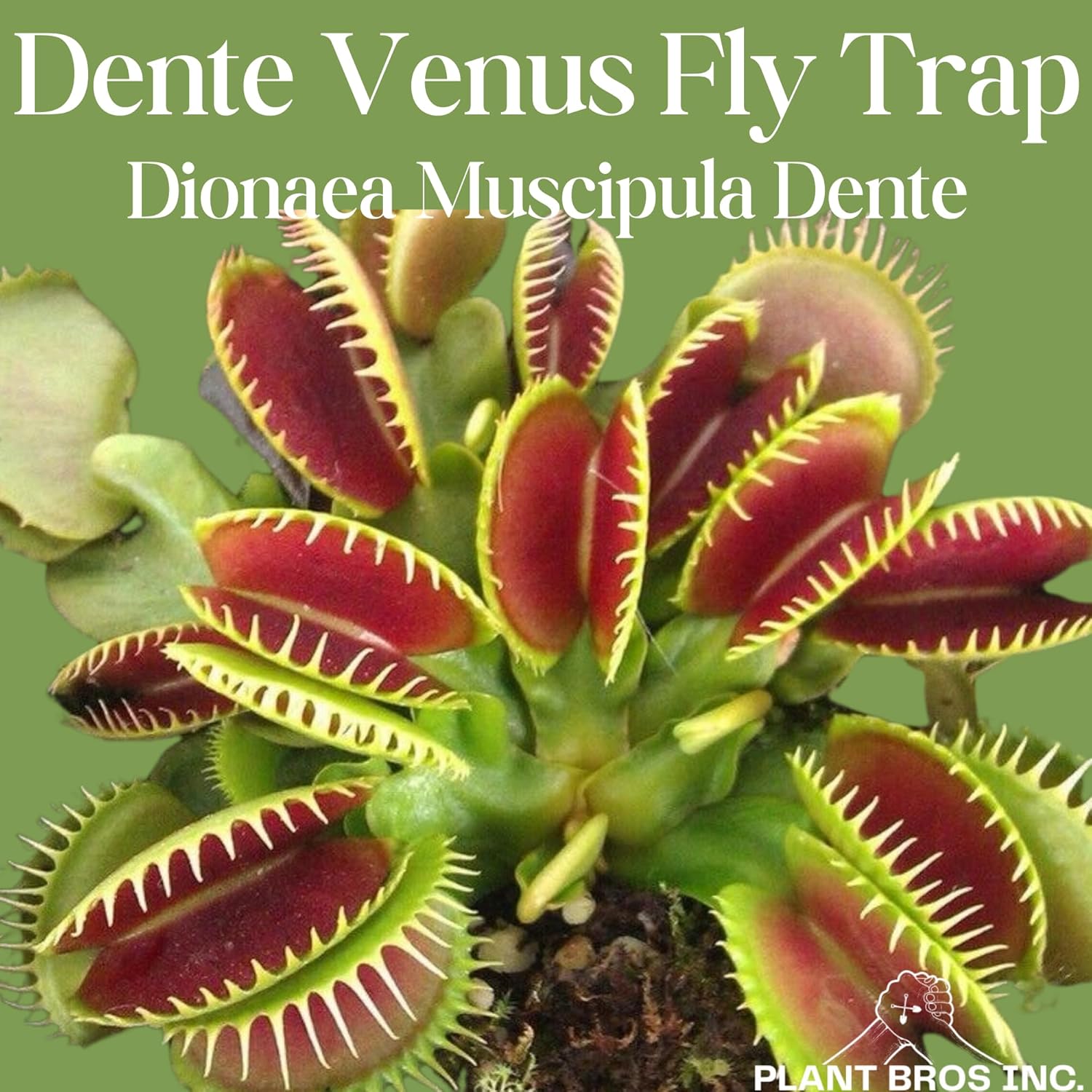 Venus Fly Trap 'Dente' Bare Root Carnivorous Plant, Compact Hardy Dionaea muscipula E78489