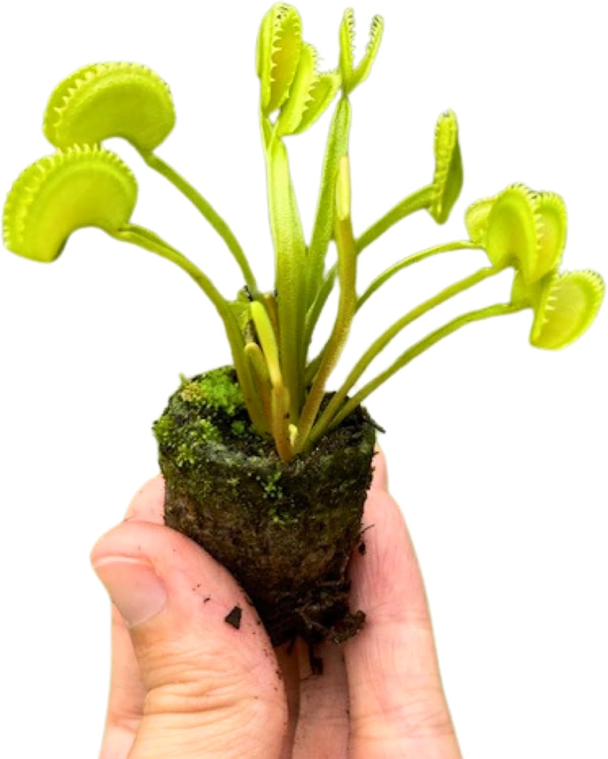 Venus Fly Trap 'Dente' Bare Root Carnivorous Plant, Compact Hardy Dionaea muscipula E78489