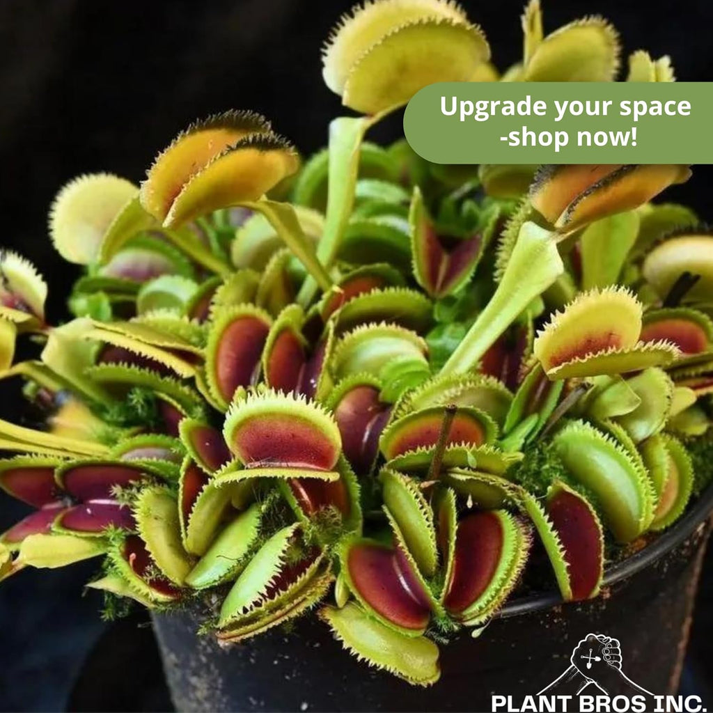 Venus Fly Trap 'Dente' Bare Root Carnivorous Plant, Compact Hardy Dionaea muscipula E78489