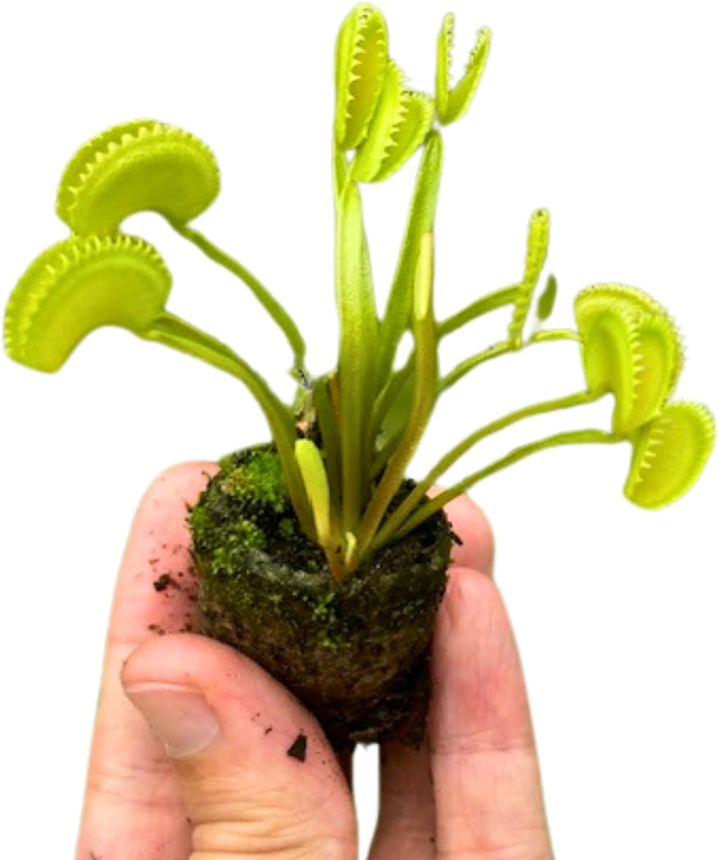 Live Dente Venus Fly Trap Dionea Muscipula 'Dente' Variety Bare Root Carnivorous Plant 2-4 Inches Compact and Hardy Dionaea muscipula Serrated Edge Venus Fly Trap, Green